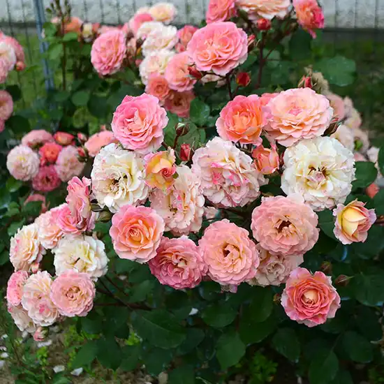 Fără parfum - Trandafiri - Michelle Bedrossian™ - 